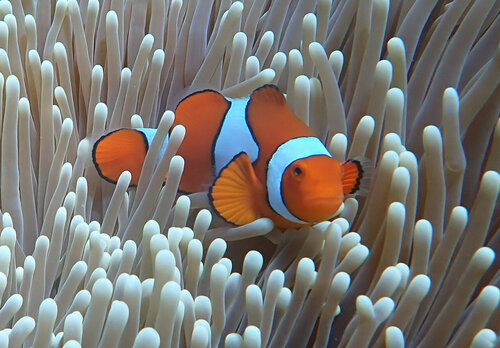 Oranje clownvis (Amphiprion percula) — Pomacentridae