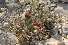 Opuntia stenopetala