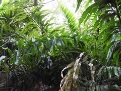 Acrostichum danaeifolium