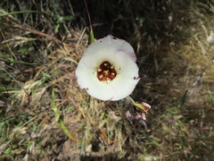 Calochortus catalinae