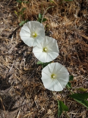 Calystegia occidentalis