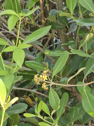 Image of Avicennia officinalis by (c) Gannu03, some rights reserved (CC BY-SA)