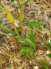 Calystegia occidentalis
