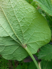 Aristolochia rotunda