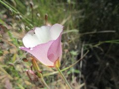 Calochortus catalinae