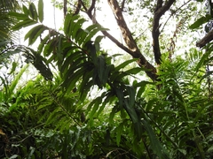 Acrostichum danaeifolium