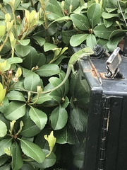 Anolis carolinensis