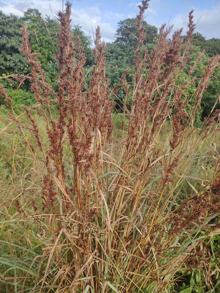 Foto de Citronela