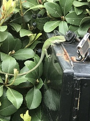 Anolis carolinensis