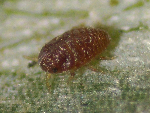 Hemlock Woolly Adelgid