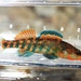 Rainbow Darter - Photo (c) diomedea_exulans_li, some rights reserved (CC BY-NC)