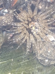 Anthopleura michaelseni