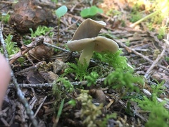 Helvella compressa