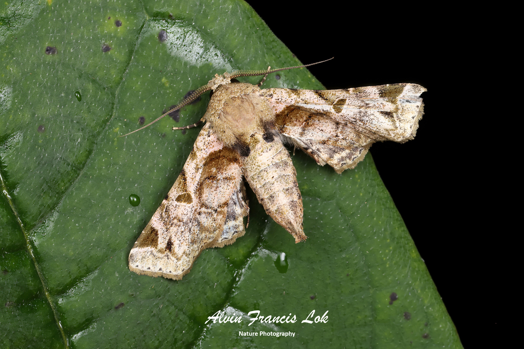Atacira chalybsa