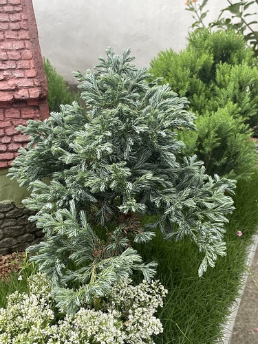 Foto de Falsa-cipreste