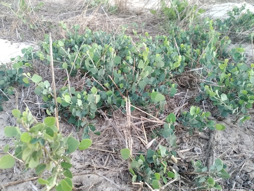 Image of Cape Moonseed Vine (Cissampelos capensis) by (c) De Waal Hugo, some rights reserved (CC BY)