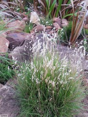 Andropogon eucomus