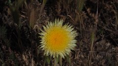 Malacothrix californica