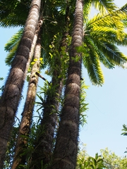 Bactris gasipaes