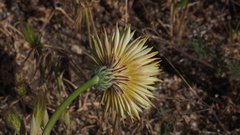 Malacothrix californica