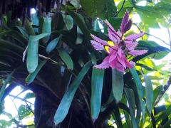 Aechmea tillandsioides