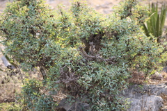Berberis trifoliolata
