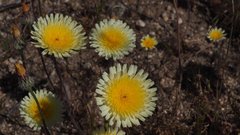 Malacothrix californica