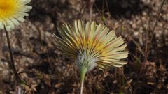 Malacothrix californica