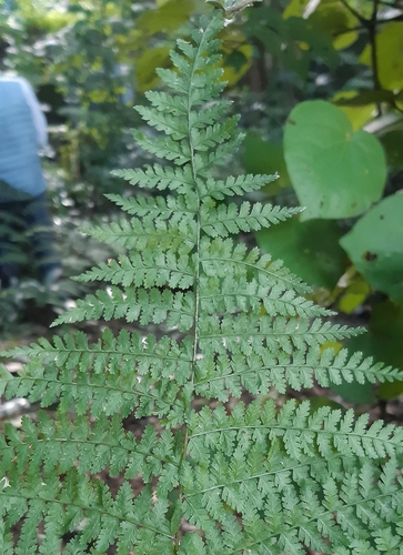 Image of Dennstaedtia davallioides by no rights reserved