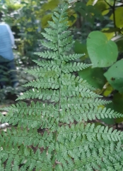 Dennstaedtia davallioides, photograph author not stated, no rights reserved