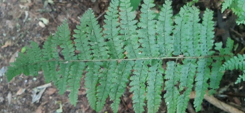 Dennstaedtia davallioides, photograph 3