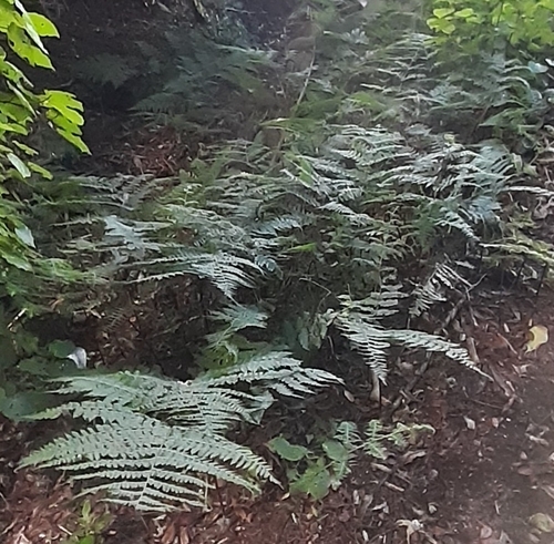 Image of Dennstaedtia davallioides by no rights reserved