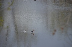 Recurvirostra americana