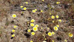 Malacothrix californica