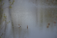 Recurvirostra americana