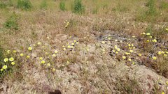 Malacothrix californica