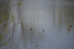 Recurvirostra americana