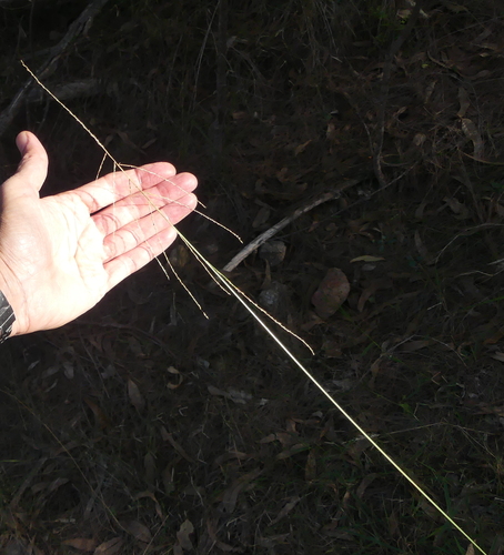 Digitaria ramularis, 2024-04-26