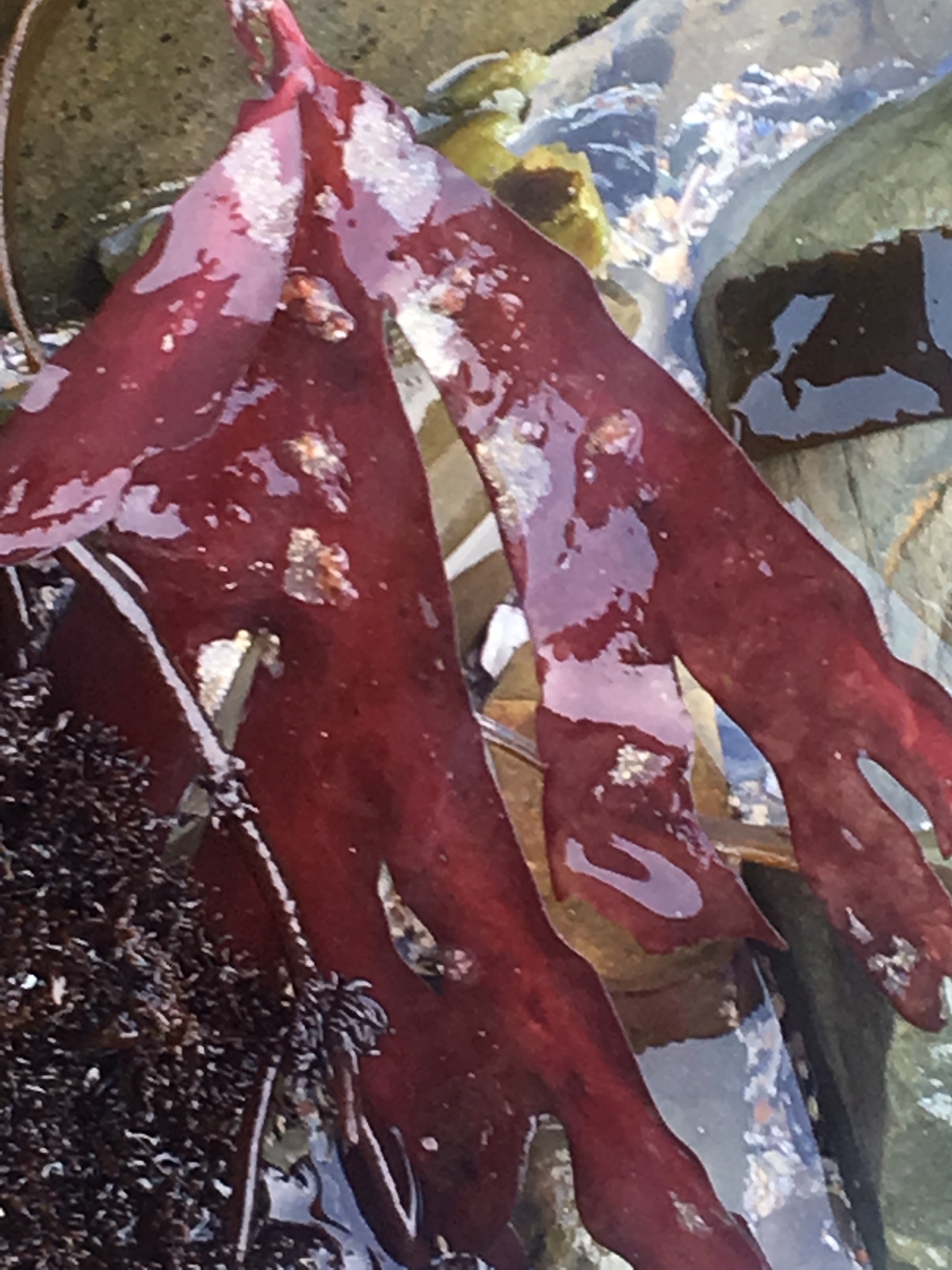Tsengiaceae