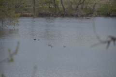 Recurvirostra americana