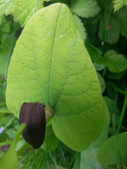 Aristolochia rotunda