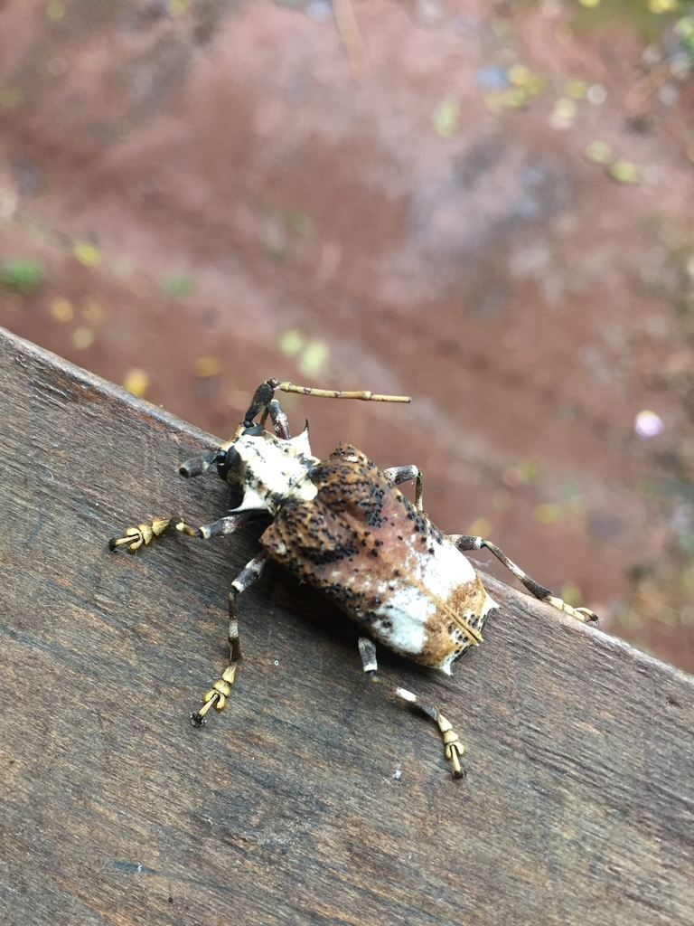 Polyrhaphis grandini