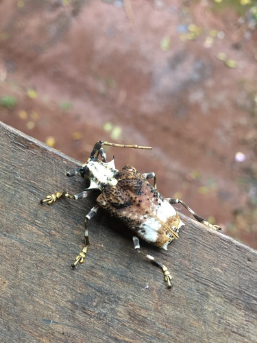 Polyrhaphis grandini