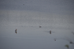 Recurvirostra americana