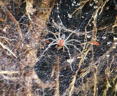 Aglaoctenus castaneus