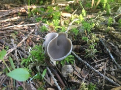 Helvella compressa