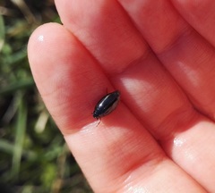 hopeasepät - Gyrinidae | Media | Suomen Lajitietokeskus