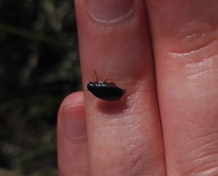 hopeasepät - Gyrinidae | Media | Suomen Lajitietokeskus