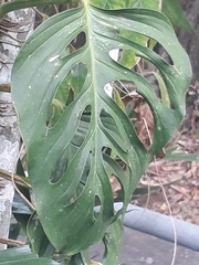 Monstera obliqua