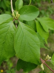 Lonicera